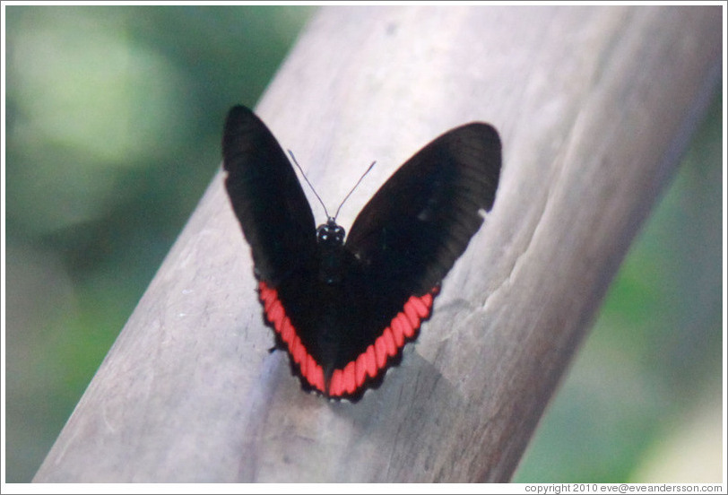 Black and red butterfly, on the path of Garganta del Diablo.