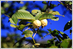 Fruit tree, road near Sendero Macuco.