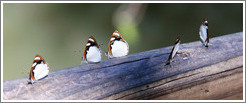 Butterflies, path to Garganta del Diablo.