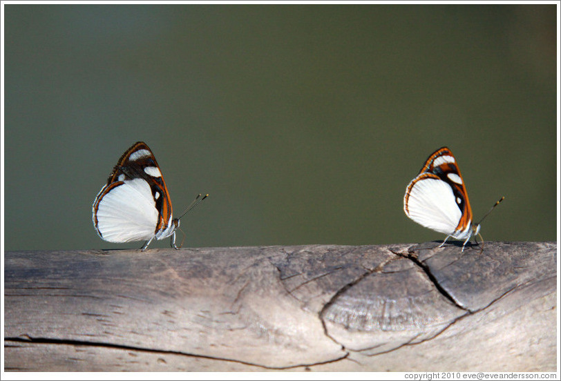 Butterflies, path to Garganta del Diablo.