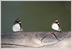 Butterflies, path to Garganta del Diablo.