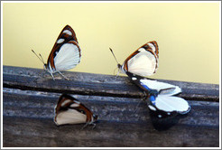 Butterflies, path to Garganta del Diablo.