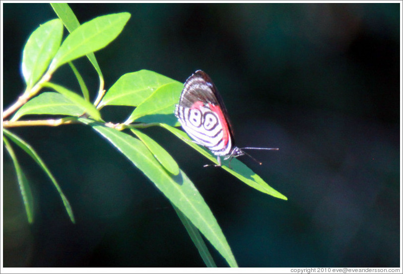 Butterfly with "88" pattern on its wings, path to Garganta del Diablo.