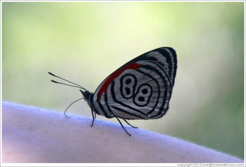 Butterfly with "88" pattern on its wings, on my arm, path to Garganta del Diablo.