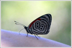 Butterfly with "88" pattern on its wings, on my arm, path to Garganta del Diablo.