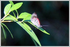 Butterfly with "88" pattern on its wings, path to Garganta del Diablo.