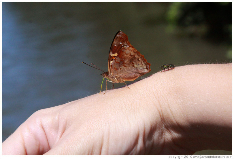 Butterfly and other insect on my wrist, path to Garganta del Diablo.