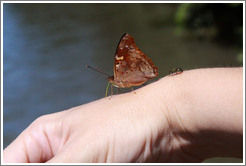 Butterfly and other insect on my wrist, path to Garganta del Diablo.