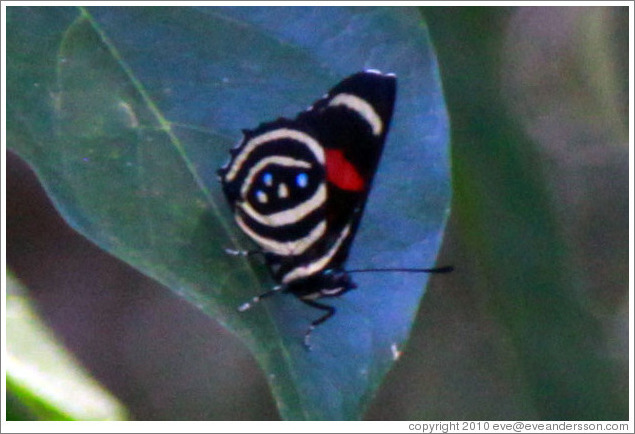 Black, white, red and blue butterfly, path to Garganta del Diablo.