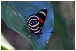 Black, white, red and blue butterfly, path to Garganta del Diablo.