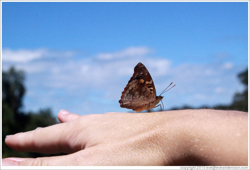 Butterfly on my hand, path to Garganta del Diablo.