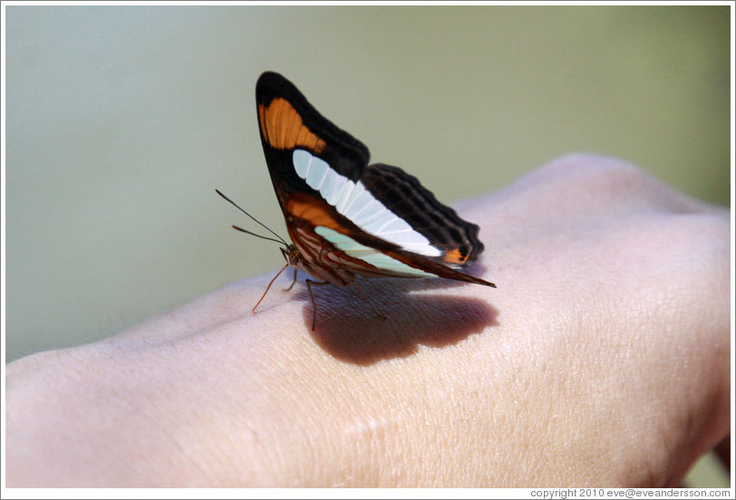 Butterfly on my hand, path to Garganta del Diablo.