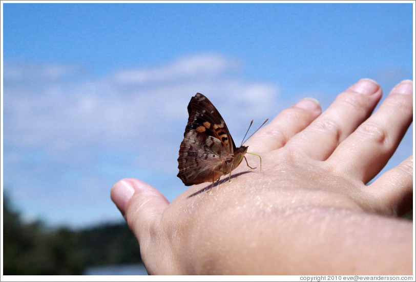 Butterfly on my hand, path to Garganta del Diablo.