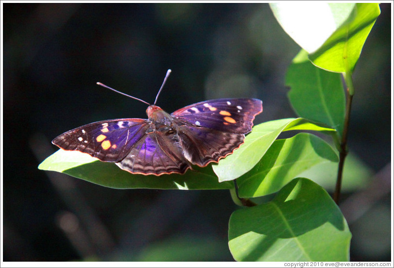 Purple, black, red, yellow, white butterfly, path to Garganta del Diablo.