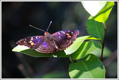 Purple, black, red, yellow, white butterfly, path to Garganta del Diablo.