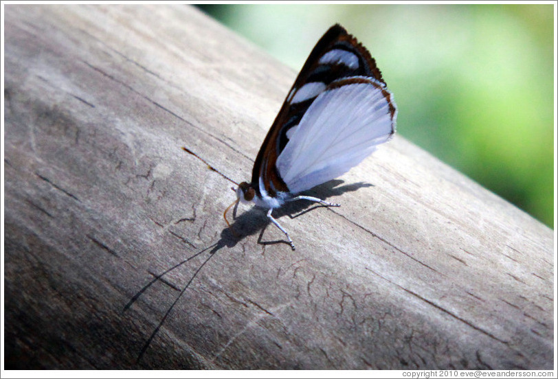 White, black and red butterfly, path to Garganta del Diablo.