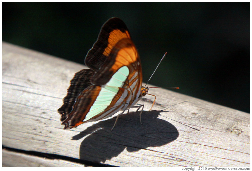 Black, white and orange butterfly, path to Garganta del Diablo.