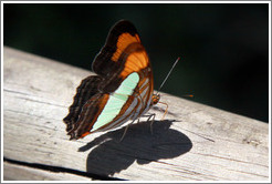 Black, white and orange butterfly, path to Garganta del Diablo.