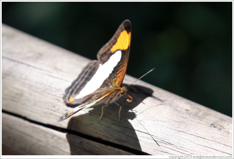 Black, white and orange butterfly, path to Garganta del Diablo.