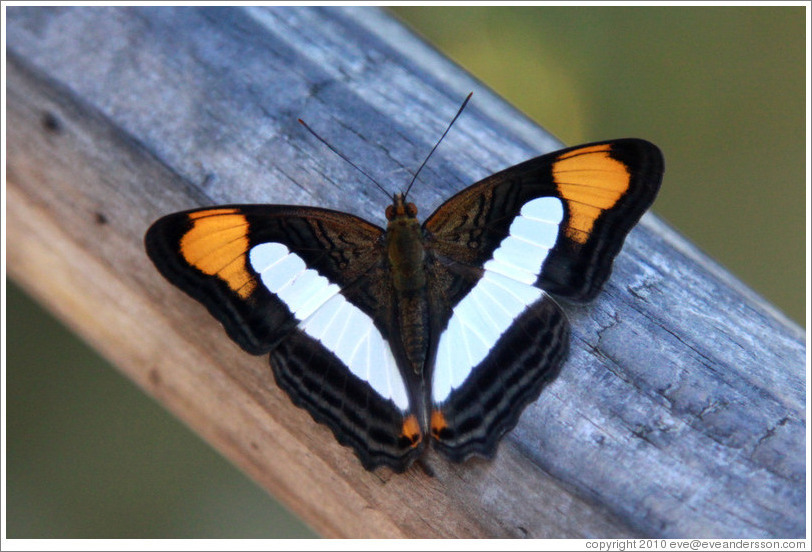 Black, white and orange butterfly, path to Garganta del Diablo.