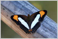 Black, white and orange butterfly, path to Garganta del Diablo.