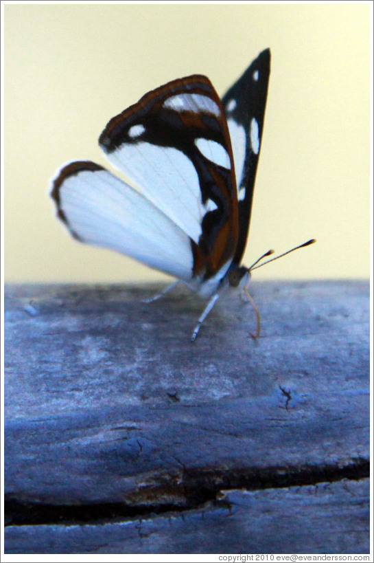 White, black and red butterfly, path to Garganta del Diablo.