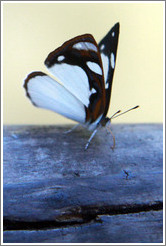 White, black and red butterfly, path to Garganta del Diablo.