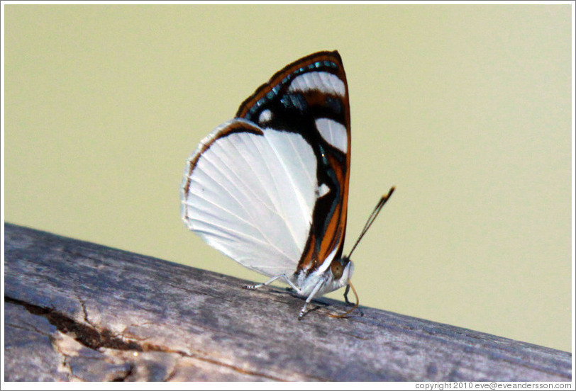 White, black and red butterfly, path to Garganta del Diablo.
