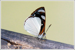 White, black and red butterfly, path to Garganta del Diablo.