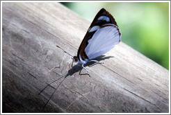 White, black and red butterfly, path to Garganta del Diablo.