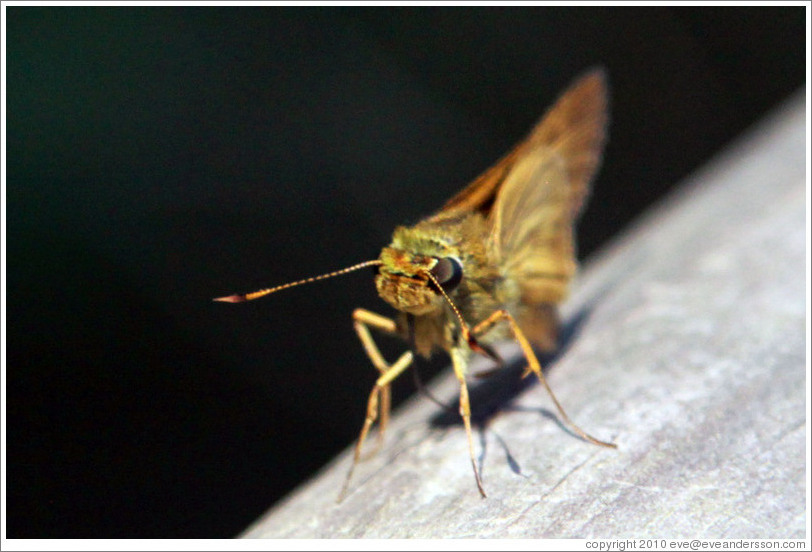 Green and orange insect, path to Garganta del Diablo.