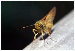 Green and orange insect, path to Garganta del Diablo.