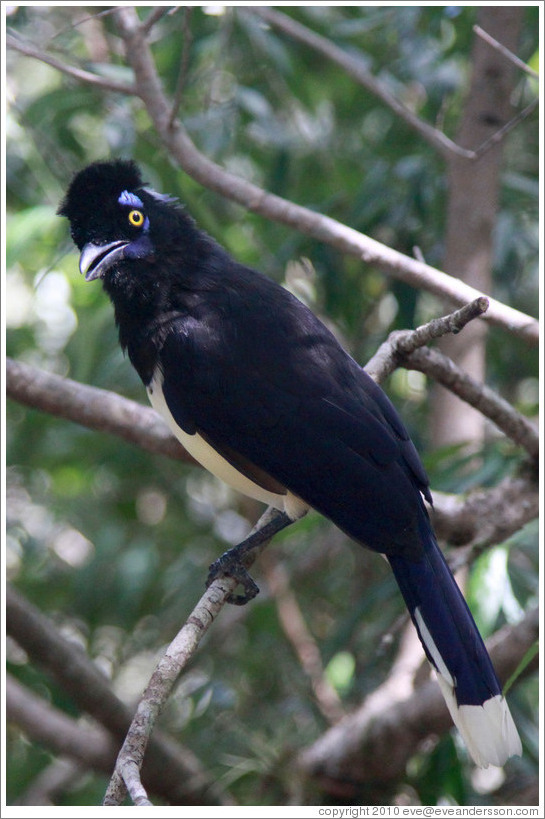 Plush Crested Jay.