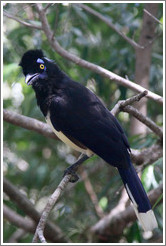 Plush Crested Jay.