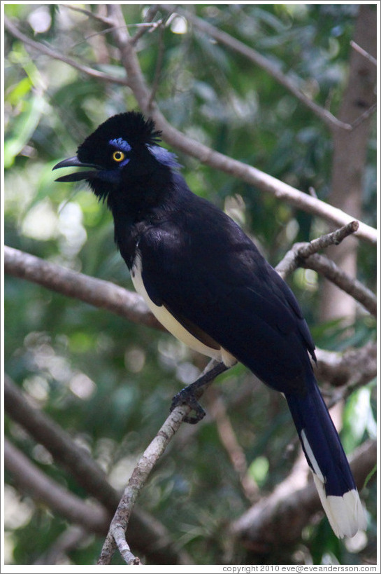 Plush Crested Jay.