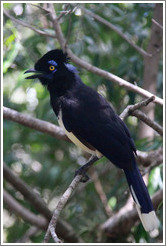 Plush Crested Jay.