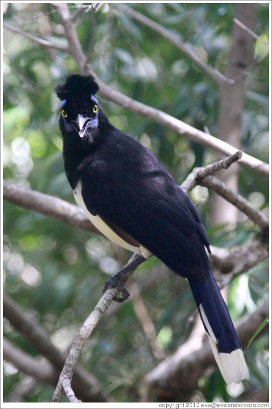 Plush Crested Jay.