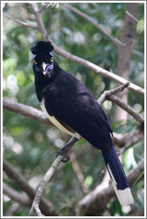 Plush Crested Jay.