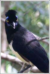 Plush Crested Jay.