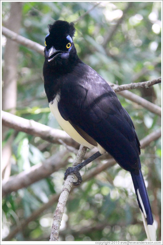 Plush Crested Jay.