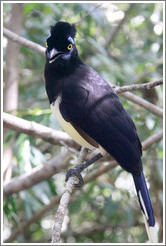 Plush Crested Jay.