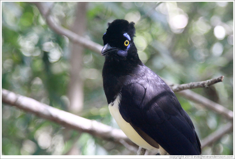 Plush Crested Jay.