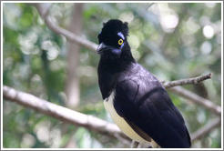 Plush Crested Jay.