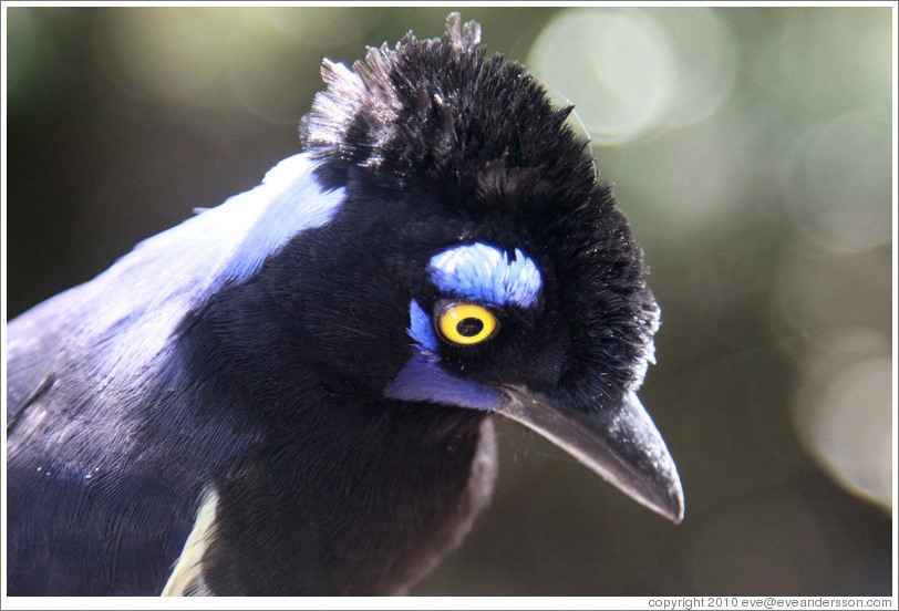 Plush Crested Jay.