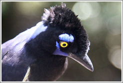 Plush Crested Jay.