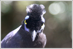 Plush Crested Jay.