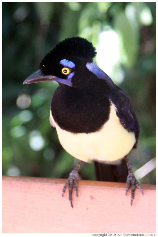 Plush Crested Jay.