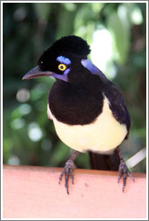 Plush Crested Jay.