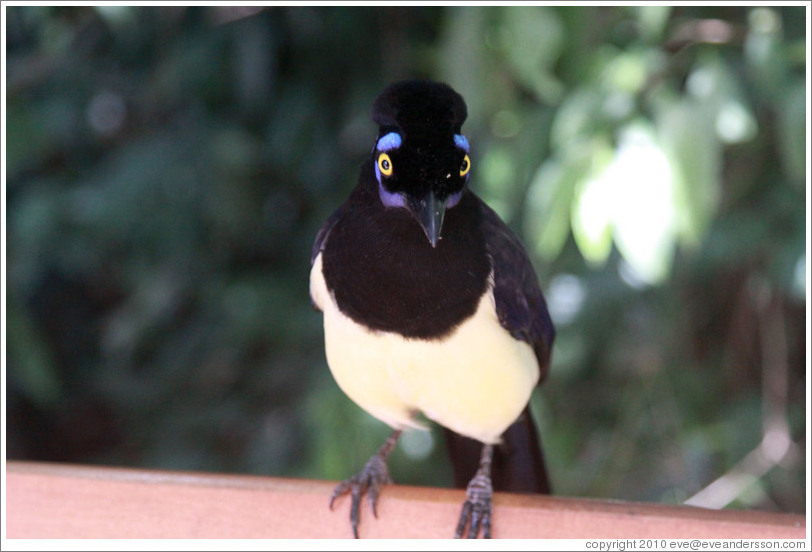 Plush Crested Jay.