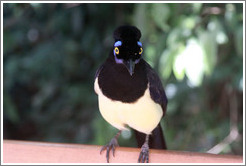 Plush Crested Jay.